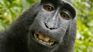 $6.00 coupon applied at checkout save $6.00 with coupon. Affen Selfie Peta Verklagt Fotografen Bis Zur Pleite Panorama Sz De