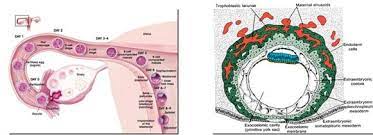 Pembuluh darah utama pada embrio adalah pembuluh yang membawa. Perkembangan Embrio Pengertian Proses Fase Tahap Gambar