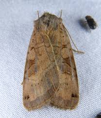 Image result for Smithia elliotii