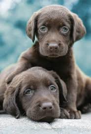 Theberry Bebe Chien Toutous Chiot