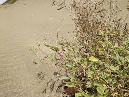 Image result for Desmodium tortuosum