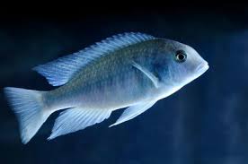 The moori blue dolphin is a good sized cichlid with a stocky elongated body and a somewhat pointed snout. Blue Malawi Dolphin An African Cichlid