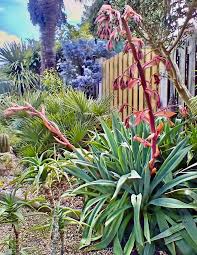 Image result for Beschorneria yuccoides