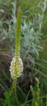 Image result for Hebenstretia angolensis