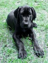 Maybe you would like to learn more about one of these? Pin By Sabrina On Dogs Friends Black Great Dane Puppy Dane Puppies Great Dane Dogs