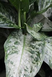 Image result for Craibia zimmermannii