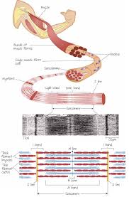 Overview Of The Structure Of Striated Muscle With Details Of The Myofibril And The Sarcomere Medical Anatomy Physiology Human Anatomy And Physiology