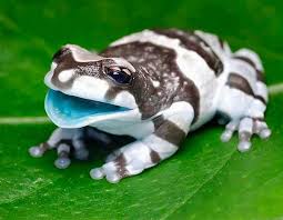 Amazon Milk Frog From The Amazon Rainforest In South America Cute Frogs Cute Animals Animals