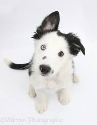 Black And White Collie Dog Black And White Border Collie Puppy Bordercollie White Border Collie Border Collie Puppies Collie Puppies