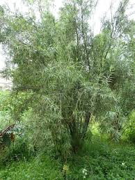 Image result for Freylinia