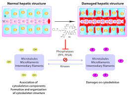 This line is a clone of vero 76. The Kidney Vero E6 Cell Line A Suitable Model To Study The Toxicity Of Microcystins Intechopen