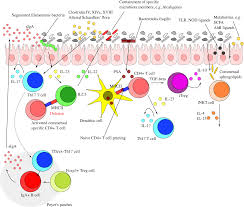 Bacteria cells are very small; Interaction Between Microbiota And Immunity In Health And Disease Cell Research