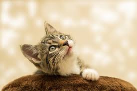 El origen de esta celebración se la debemos a un gato muy influyente llamado socks (calcetines).era el gato del entonces presidente de los estados unidos, bill clinton. Dia Internacional Del Gato
