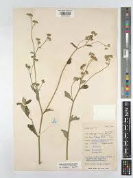 Image result for Gutenbergia cordifolia