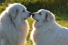 The white coat of the maremma is similarly medium long, double coated, and prone to shed quite a bit. Great Pyrenees Grooming The Essential Guide With Pictures Of Hairstyles