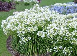 Agapanthus Snowstorm