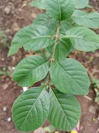 Image result for Catunaregam