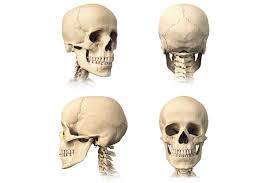 The human body has three main types of joints. The 3 Types Of Joints In The Body