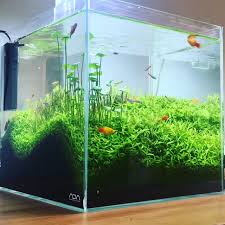 Trimming The Aquarium Grass In Nano Cube Tank Video Aquarium Grass Tropical Freshwater Fish Aquascape