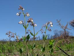 Image result for Trichodesma physaloides
