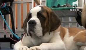 Găsim în aceste animale de companie atât prieteni de joacă. Video Arad Cei Mai Frumosi Caini Participa La Un Concurs De Frumusete Galerie Foto Antena 1