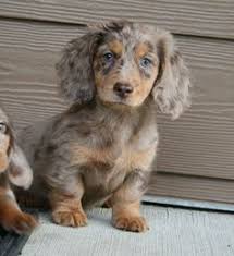 Find the best dachshund for you. Dachshund Omg Dapple Dachshund Dachshund Puppy Miniature Dapple Dachshund Puppy
