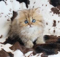 They enjoy lounging as much as the next cat but will not spend the whole day sleeping. Golden Persian Kittens For Sale Christypaw Persians