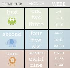How Many Months Am I If I M 24 Weeks Tomorrow The Bump You're probably looking pregnant, so be prepared for comments about looking too big or too thin, or hopefully just. how many months am i if i m 24 weeks