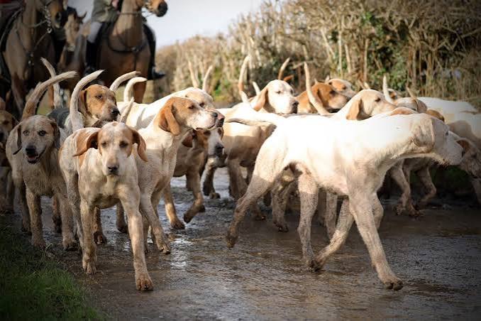 About Us – South Devon Hunt