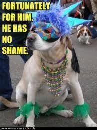 Humor Memes Fun Jokes Humor Fun Risa Joke Meme Memes Comedy Funniest Meme Comedy Movies Memes Ma Mardi Gras Dog Mardi Gras Mardi Gras Costumes