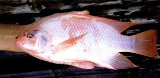 Positif thinking dalam bahasa indonesia yang artinya berpikir positif dengan cara melihat sesuatu tanpa melihat sisi negatif, dan mengambil hikmah dibalik masalah yang menimpa. Morfologi Dan Klasifikasi Ikan Nila Oreochromis Niloticus Melek Perikanan