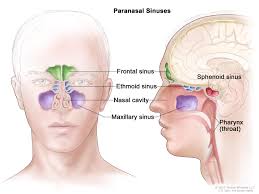 Image Result For Diagram Of Sinuses Head Paranasal Sinuses