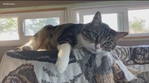 Responds in about 2 hours. Shop Local Coco And Boo Pet Concierge 9news Com