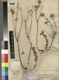 Image result for Pearsonia