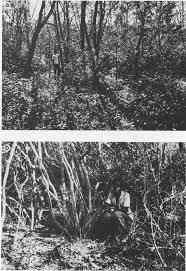 Image result for Campylostemon angolense