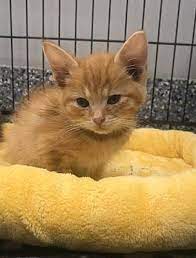 Angola In Domestic Shorthair Meet Athens A Cat For Adoption Cat Adoption Kitten Adoption Cats