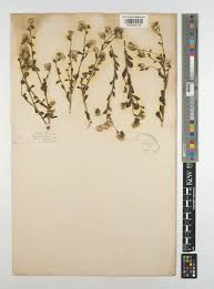 Image result for Pseudoconyza