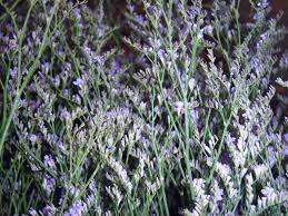 Misty Blue Flower Blue Flowers Flowers Wedding Flowers