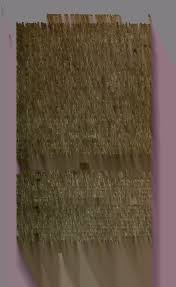 Image result for Justicia fittonioides