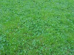 Clover In Lawn Is Beneficial Nitrogen For Soil Keeps Its Green Drought Resistant Seeding Lawn Clover Lawn Bermuda Grass