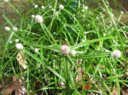 Image result for Kyllinga erecta