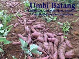 Ingin tampak cantik atau tampak lebih tampan. Umbi Batang Klasifikasi Ciri Morfologi Manfaat Dan Cara Budidaya Dosenpertanian Com