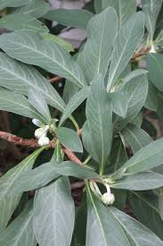 Image result for Gnidia chrysantha