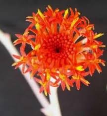 Image result for Kleinia grantii