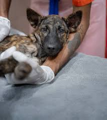 Image result for invalid dog wheelset