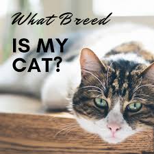Check out our mixed breed cat selection for the very best in unique or custom, handmade pieces from our shops. How To Determine Your Cat S Breed Identify Mixed Breeds And Purebreds Kitten Breeds Cat Breeds Cats