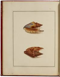 Fundamenta testaceologiae, Carolus Linnaeus, 1771