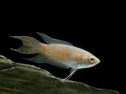 You will find tons of roms, isos and games here. Ini 7 Jenis Ikan Cupang Yang Banyak Dipelihara Di Indonesia