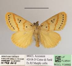 Image result for Eriosema flemingioides