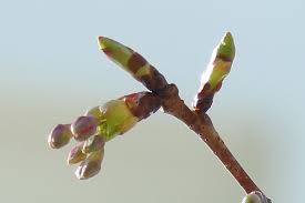 北京 天津 河北 山西 内蒙古 宁波 辽宁 吉林 黑龙江 大连 上海 江苏 浙江 安徽 福建 江西 山东 河南 湖北 湖南 广东 广西 海南 重庆 四川 贵州 云南 西藏 陕西 甘肃 青. æ¡œã®ã¤ã¼ã¿ã¯èŠ±ãŒå'²ã èŠ±èŠ½ ã¨è'‰ãŒå‡ºã¦ãã‚‹ è'‰èŠ½ ã®2ç¨®ã‚ã‚‹ æ±å¤§é˜ªã®æ°¸å'Œé§…ã‹ã‚‰å¾'æ­©8åˆ†ã®ç†å®¹å®¤ ã‚ªãƒ¼ãƒ'ã‚¹21ã®ãƒ–ãƒ­ã‚°